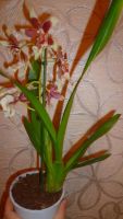 Лот: 6392282. Фото: 6. орхидея (камбрия) отцветает