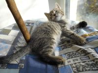Лот: 19543130. Фото: 4. Красивый котёнок. Красноярск