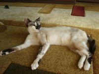 Лот: 3225999. Фото: 2. Кошечка Кася. Животные и уход