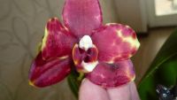 Лот: 3812859. Фото: 4. орхидея фаленопсис №2. Красноярск