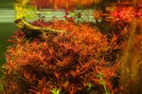 Лот: 16318979. Фото: 7. Ротала H’Ra (Rotala H’Ra) неприхотливое...