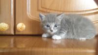 Лот: 6154296. Фото: 4. Отдадим котят симпотяг!. Красноярск