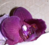Лот: 5251795. Фото: 2. орхидея фаленопсис (отцвела). Комнатные растения и уход