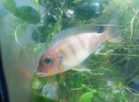 Лот: 16971743. Фото: 4. Псевдотрофеус. Красноярск