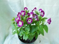 Лот: 7788586. Фото: 2. Торения малиновая ( цветущий кустик... Комнатные растения и уход