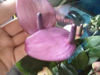 Лот: 713116. Фото: 2. антуриум "Fiorino". Комнатные растения и уход