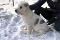 Лот: 13278325. Фото: 3. Щенок мальчик среднеазиатской... Растения и животные