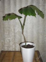 Лот: 44594. Фото: 2. Тетрастигма Вуанье (Вьетнамская...