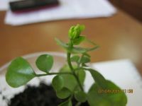 Лот: 7308690. Фото: 4. муррайя №9. Красноярск