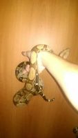 Лот: 6555356. Фото: 2. Императорский Удав ((Boa constrictor... Животные и уход