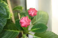 Лот: 4140982. Фото: 6. Глоксиния (цветущая)