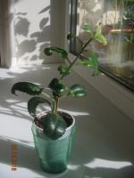 Лот: 7331275. Фото: 2. Каланхое (молодое растение). Комнатные растения и уход