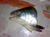 Лот: 728783. Фото: 2. семга 4кг от 150 рублей!. Продукты