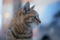 Лот: 6267764. Фото: 8. Отличный портретный объектив...