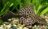 Лот: 16204733. Фото: 2. Парчовый птеригоплихт (Pterygoplichthys... Аквариумистика