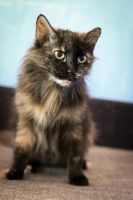Лот: 7357541. Фото: 2. Красивая ласковая кошка бесплатно. Животные и уход