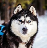 Лот: 3745859. Фото: 6. Щенок хаски Классик Панда
