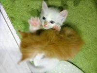 Лот: 9609841. Фото: 3. Отдаем котят в хорошие руки. Растения и животные