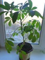 Лот: 7143373. Фото: 2. Шеффлера с горшком. Комнатные растения и уход