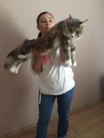 Лот: 9382998. Фото: 4. Мейн кун кошечка и котик. Красноярск