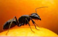 Лот: 6093255. Фото: 2. Китайский Эликсир «Три драгоценности... Медицина