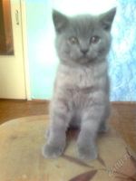 Лот: 751295. Фото: 2. Шотландский прямоухий котенок. Животные и уход