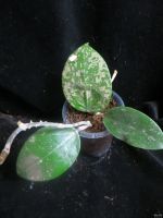 Лот: 13595272. Фото: 4. Хойя Hoya acuta stable pink spot... Красноярск