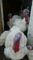 Лот: 11826254. Фото: 3. Мясо индюка домашнее. . Красноярск