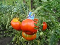 Лот: 15197110. Фото: 2. Томаты (помидоры), семена Сорт... Семена, рассада, садовые растения