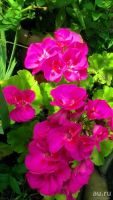 Лот: 9202605. Фото: 2. Пеларгония зональная pac "Violet... Комнатные растения и уход