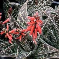 Лот: 18413903. Фото: 4. Алое пёстрое(тигровое) (Aloe variegata... Красноярск