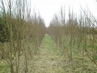 Лот: 9598548. Фото: 3. Липа крупнолистная (Tilia platyphyllos... Для дачи, дома, огорода, бани, парка