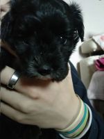 Лот: 24420800. Фото: 2. пудель (мальтипу). Животные и уход