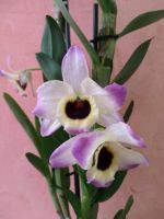 Лот: 14412869. Фото: 5. Орхидея Дендробиум Нобиле (ароматная...