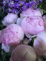 Лот: 11646024. Фото: 2. Пионы Нежно Бело-розовые. Цветы, букеты