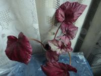 Лот: 3138519. Фото: 2. бегония Inca fare. Комнатные растения и уход