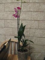 Лот: 1281486. Фото: 2. Орхидея Дендрофал( крупный). Комнатные растения и уход
