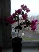 Лот: 5796305. Фото: 3. Бугенвиллея Double Pink взрослая... Растения и животные