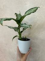Лот: 25855091. Фото: 2. Диффенбахия Tropical Tiki. Комнатные растения и уход