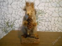 Лот: 461780. Фото: 3. чучело белки. Красноярск