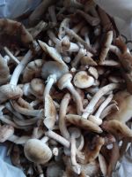 Лот: 6028405. Фото: 2. Грибы опята свежие 130 рублей... Продукты