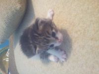 Лот: 12972308. Фото: 2. Котенок трехцветный на счастье... Животные и уход
