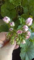 Лот: 10848493. Фото: 2. Пеларгония из группы Ivy-гибриды... Комнатные растения и уход