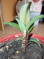 Лот: 787492. Фото: 2. Кордилина. Комнатные растения и уход