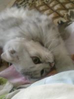 Лот: 3989700. Фото: 3. Шотландский котенок. Срочно с... Растения и животные