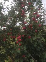Лот: 15880068. Фото: 2. Саженцы Полукультурки Заветное... Садовая техника