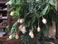 Лот: 16305961. Фото: 3. Эпифиллум остролепестный Epiphyllum... Красота и здоровье