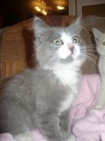 Лот: 1992281. Фото: 2. 2 шикарных котика ищут дом. Животные и уход