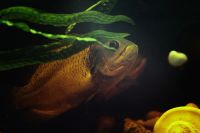 Лот: 3576718. Фото: 4. Ореховый Астронотус. Красноярск