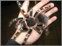 Лот: 3742217. Фото: 2. паук Acanthoscurria geniculata... Животные и уход
